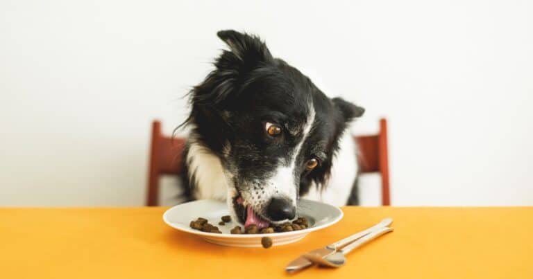 Dog eating food off of a plate