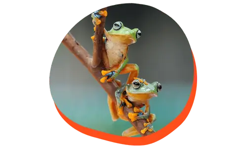 Two small frogs on a branch